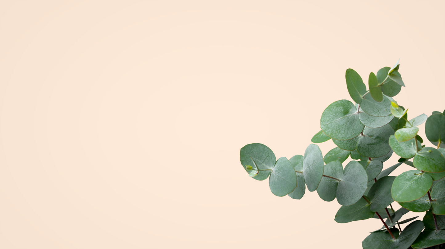 Green eucalyptus leaves on a beige background