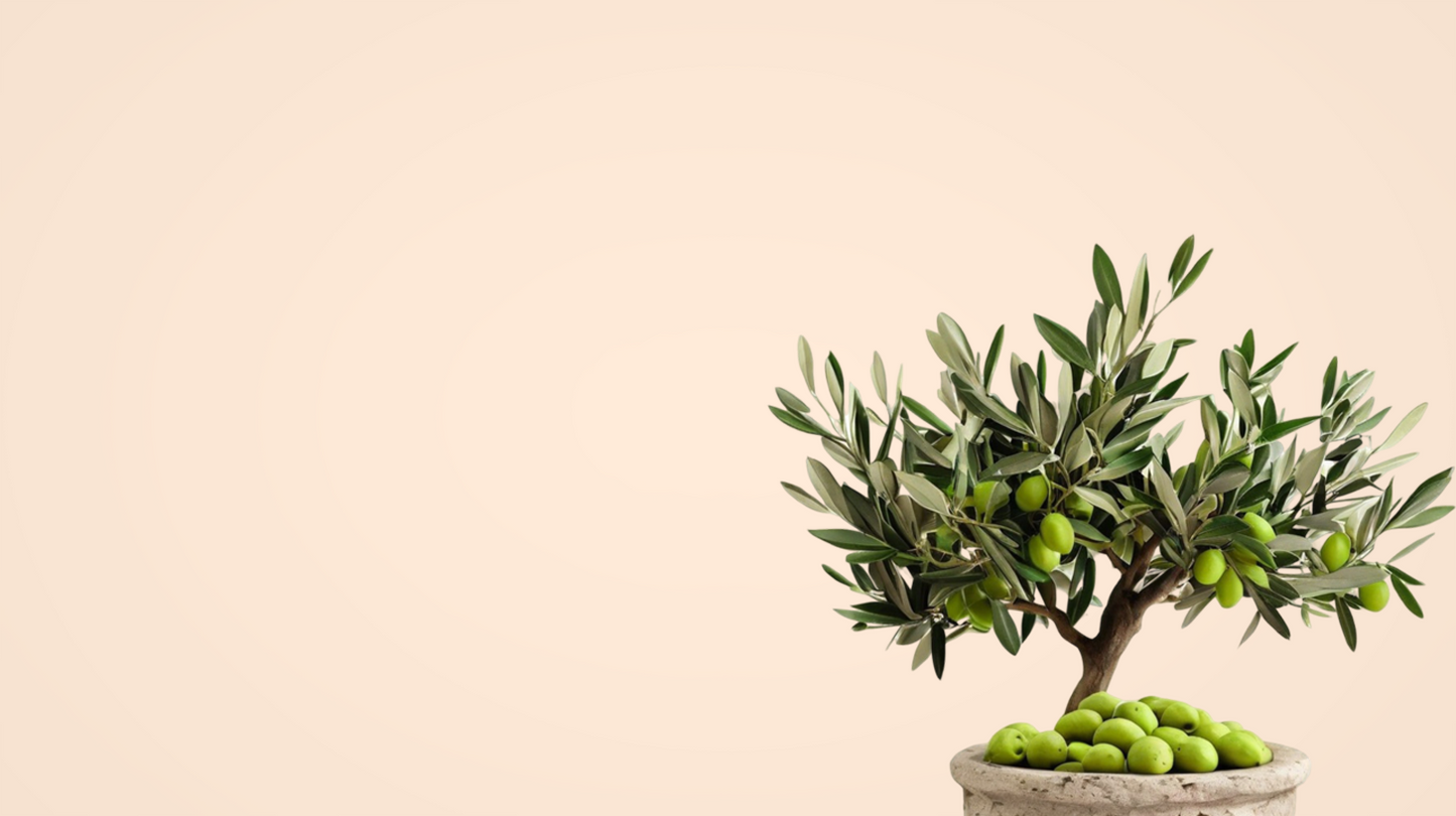 Small olive tree with green olives on a beige background