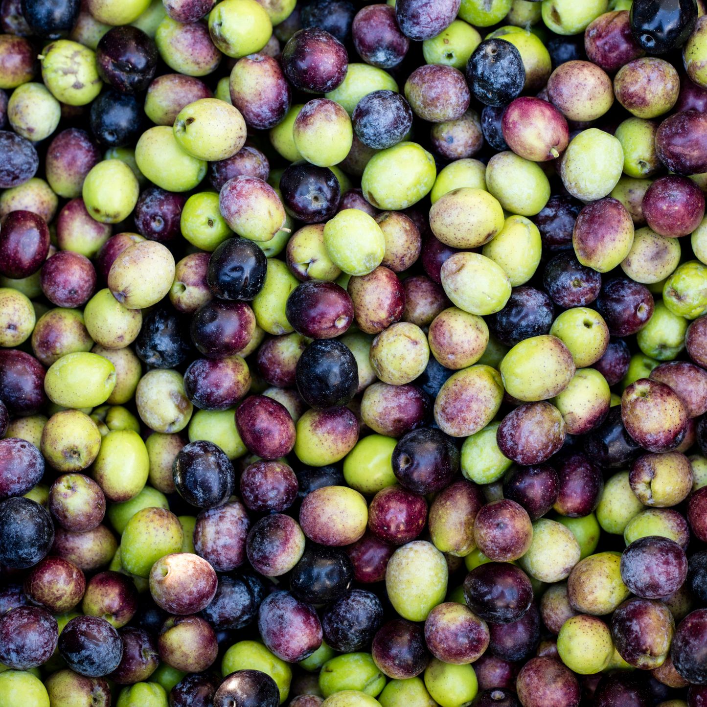 Close-up of a pile of green and purple olives