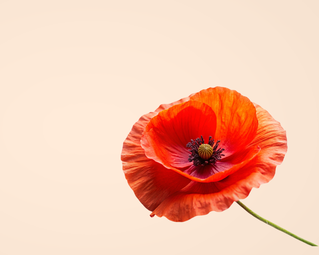 Single red poppy flower on a beige background