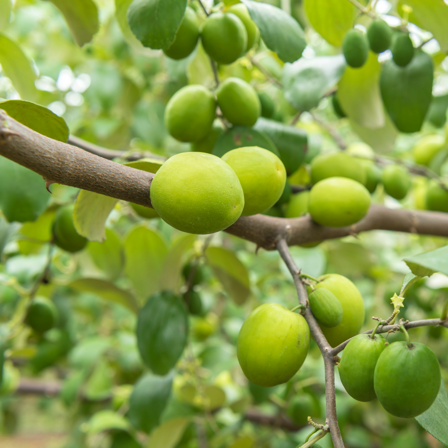 Close up of sidr tree