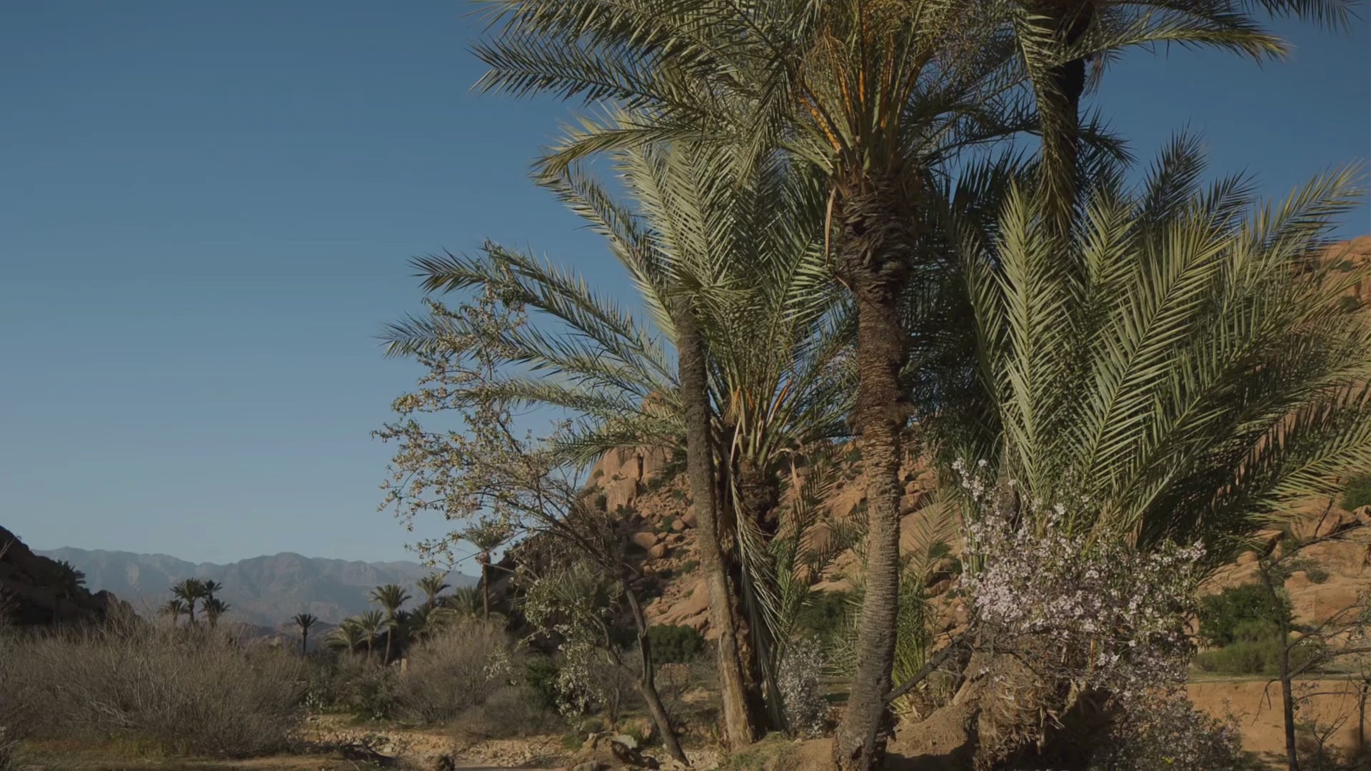 Moroccan mountains in background, palm trees and vegetation in foreground