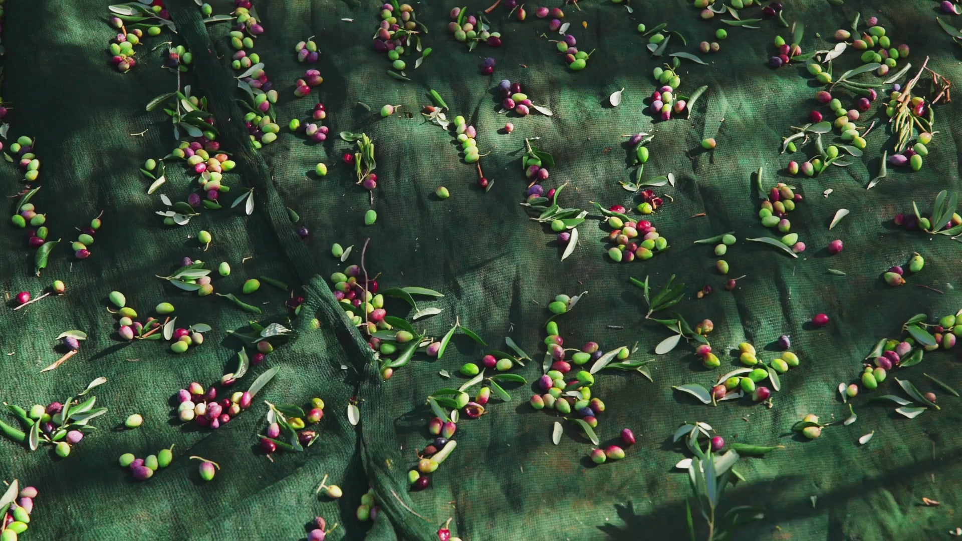 Olives being harvested on green sheet