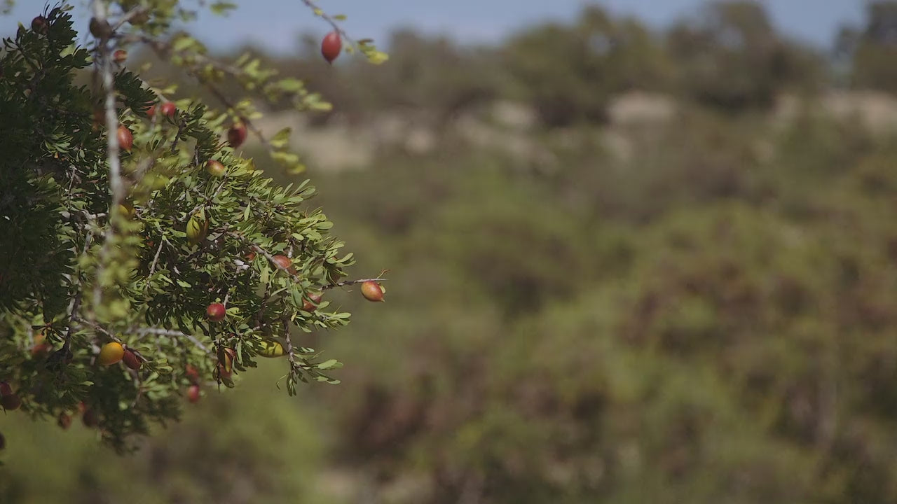 Close up of argan tree